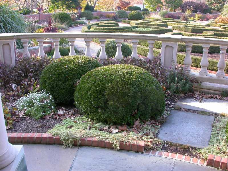 Lowgrowing Shrubs for St. Louis
